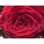 6 Red Rose